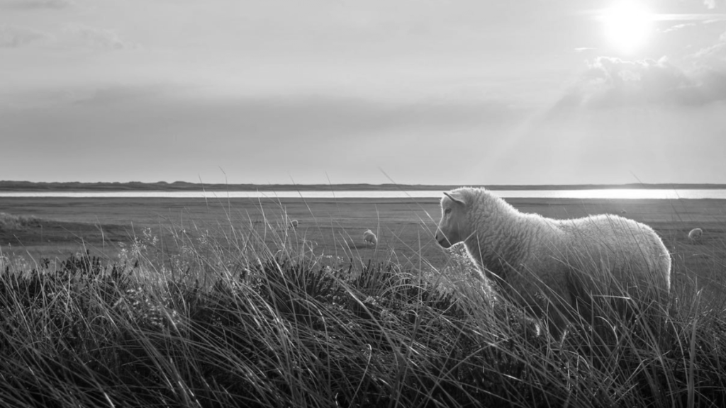 Sheep in a field.